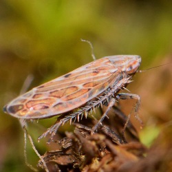 Mocydiopsis intermedia